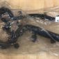 Патрубок радиатора Range Rover L405/Range Rover Sport L494 V4.4TD (нижний) LR080120