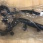 Нижний патрубок радиатора Range Rover L405/Range Rover Sport L494 V4.4TD LR080120
