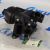 Фильтр воздушный Range Rover L405/Range Rover Sport L494 V3.0SC/5.0SC/3.0TD/4.4TD LR011593